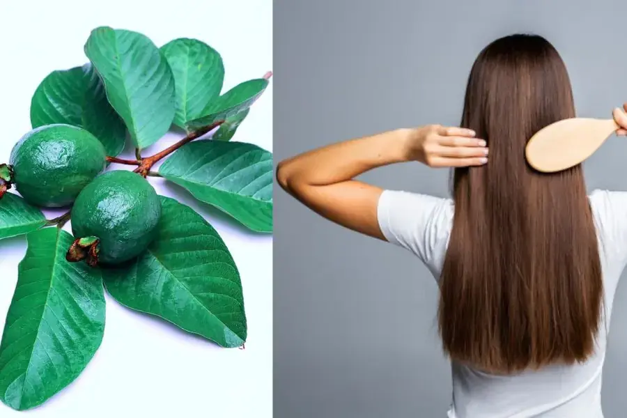 Lượng chất oxy hóa có trong nước ổi có tác dụng bảo vệ mái tóc