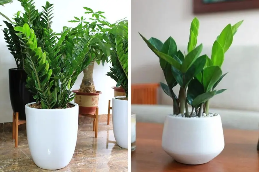 Cây kim tiền đa dạng kích cỡ, có thể đặt trên bàn làm việc giúp mang đến phong thủy tốt.