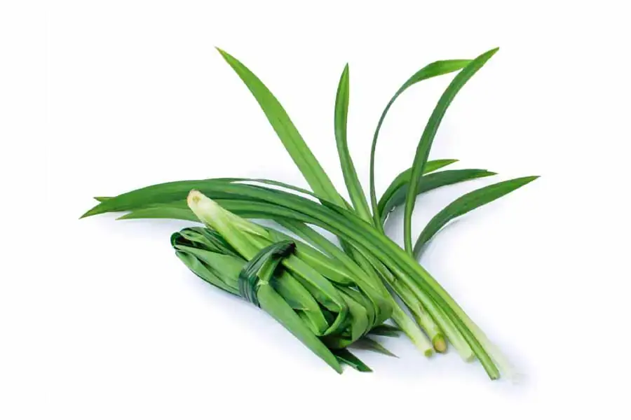Lá dứa có mùi hương dịu nhẹ dễ chịu với tất cả mọi người. (Nguồn: Sieuthiandam.vn)