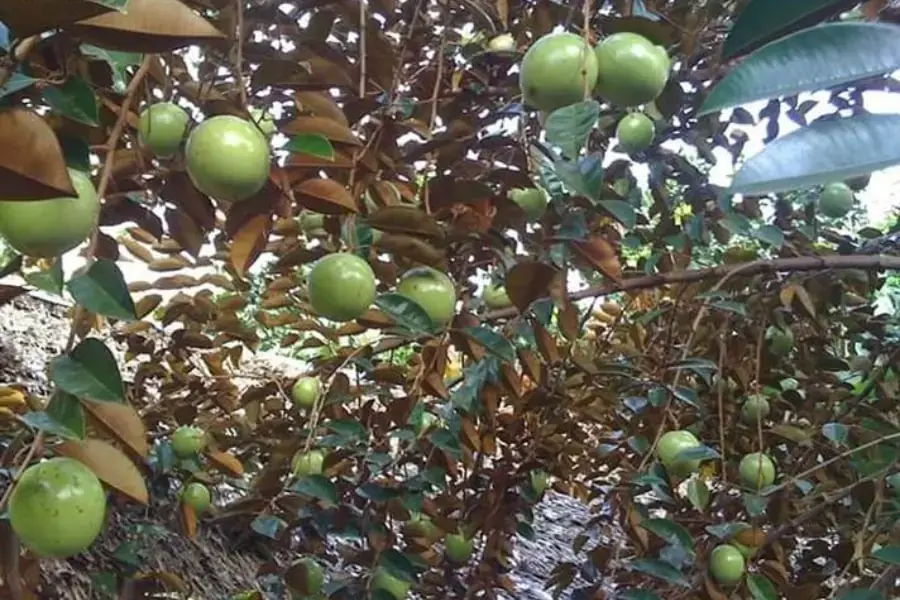 Hình ảnh những cành vú sữa nặng trĩu quả.