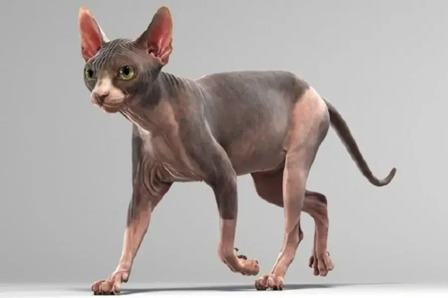 Mèo Ai Cập Sphynx có đặc trưng riêng vì chúng không có lông.