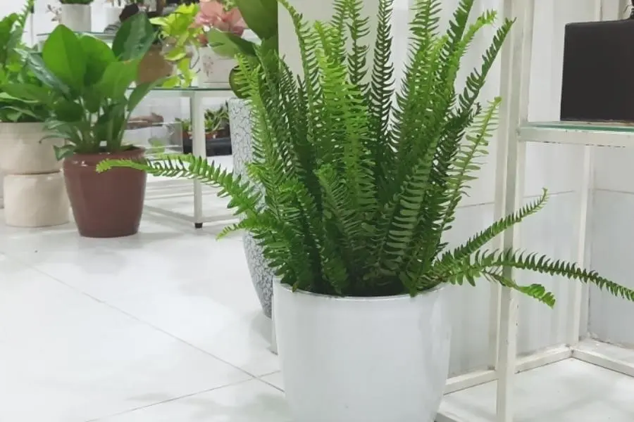 Cây dương xỉ đặt trong phòng ngủ