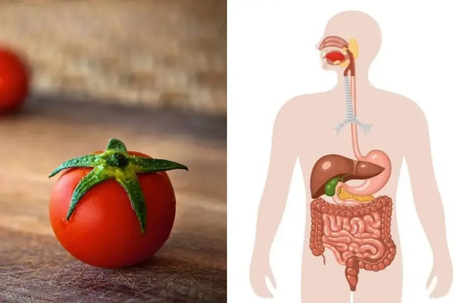 Chất xơ trong cà chua tốt cho hệ tiêu hóa.