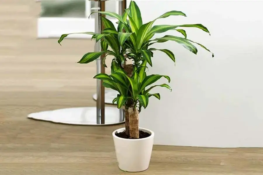 Trang trí cầu thang với cây Thiết Mộc Lan cỡ lớn