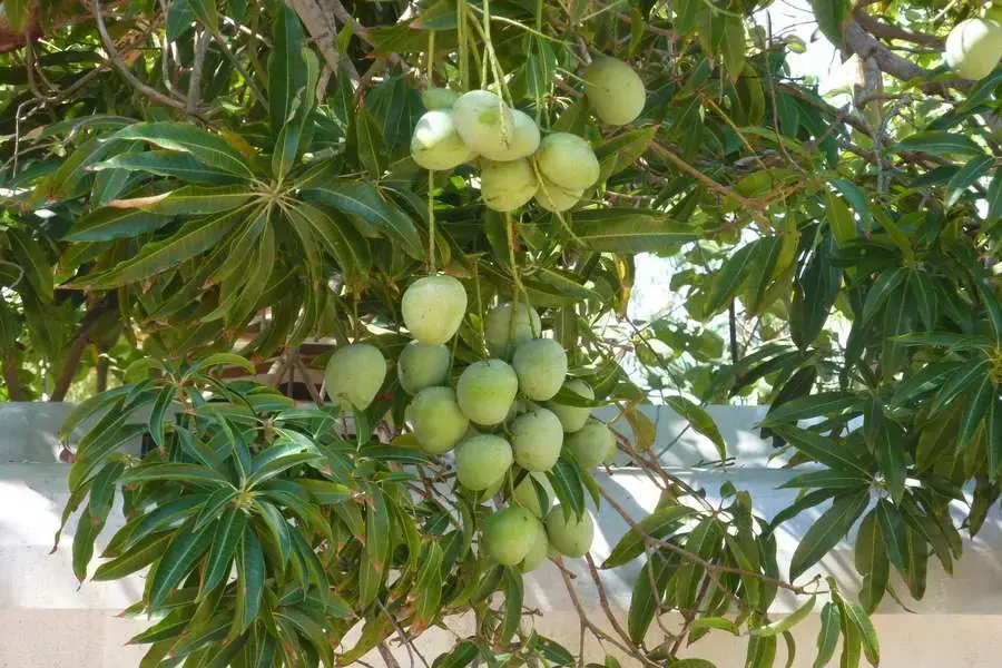 Tận dụng cây xoài để làm hàng rào mặt tiền ngôi nhà
