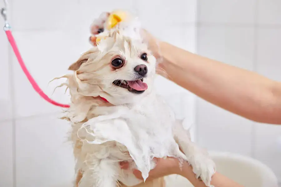 Tắm rửa thường xuyên là cách giảm mùi hôi tốt nhất cho thú cưng (Nguồn:Shutterstock.com)