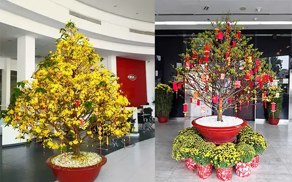 Trang trí chậu mai tài lộc.