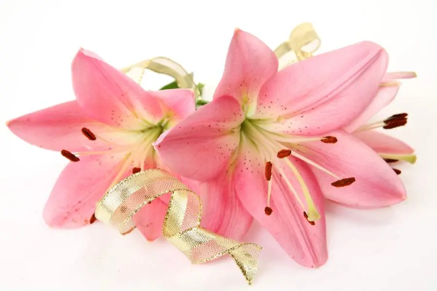Hoa lan huệ dùng để trang trí nhà cửa