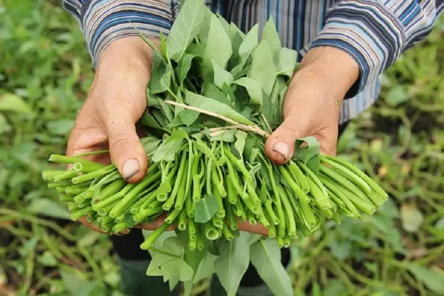 Chọn rau ngọn nhỏ, nhìn hơi cứng