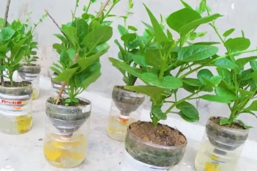 Cách trồng rau thủy canh bằng chai nước khoáng đơn giản mà "ấn tượng"