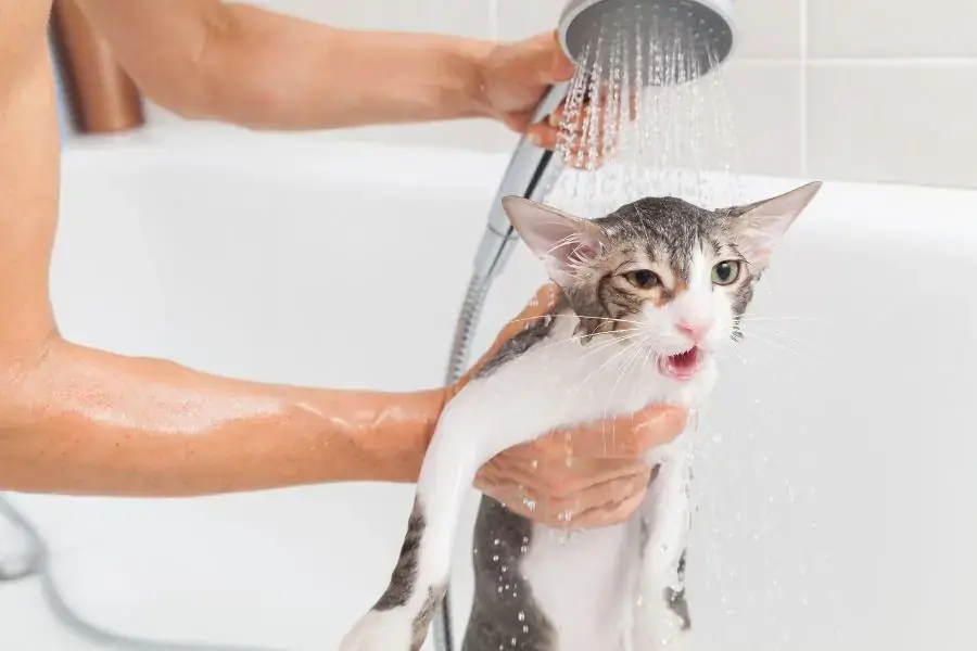 Mèo Tam Thể có tính cách độc lập.