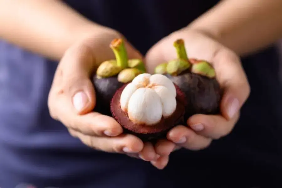 Hợp chất xanthone trong măng cụt còn có thể giúp bạn duy trì lượng đường trong máu khỏe mạnh