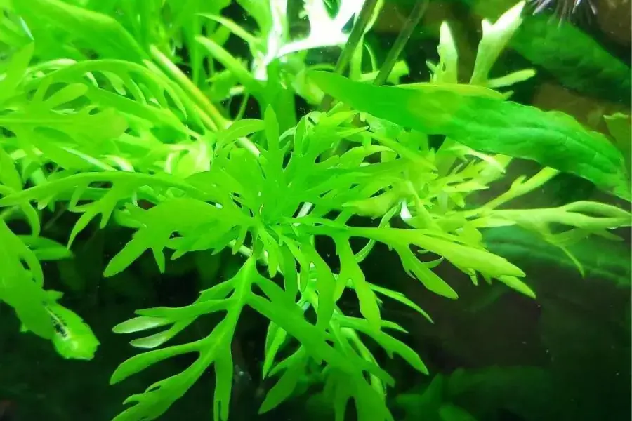 Thủy Cúc còn là ứng viên tuyệt vời cho các hồ thủy sinh bị dư dinh dưỡng.