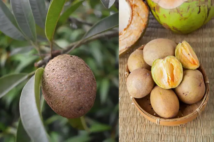 Cách chọn hoa quả tươi ngon để mua hồng xiêm ngọt đậm