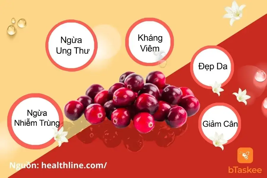Công dụng của quả nam việt quất