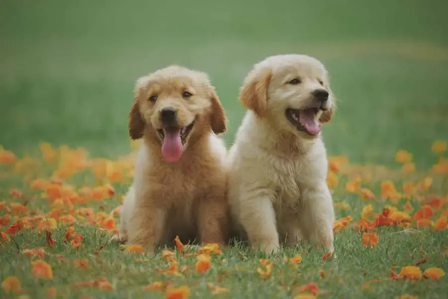 Đặc điểm của con chó chính là phát triển mạnh về các giác quan.