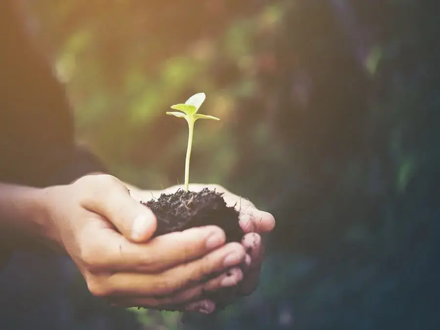 Sử dụng nhiều hơn rau hữu cơ góp phần bảo vệ môi trường (nguồn: Freepik)