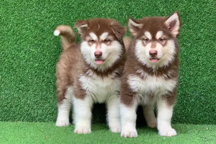 Chó Alaska từ 3 - 6 tháng tuổi có thể tự ăn uống và vui chơi.