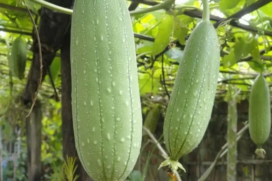Vân mướp