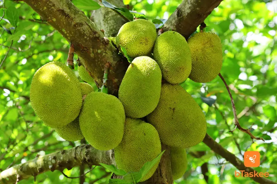 Cây mít trĩu quả vào mùa thu đông