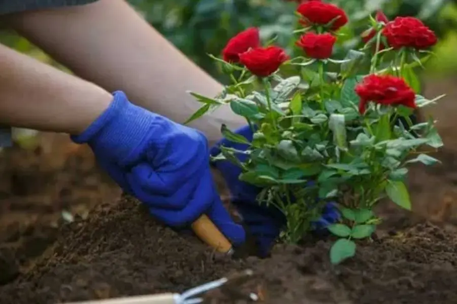 Nhẹ nhàng đặt cây hoa vào hố đất, nèn đất vừa phải