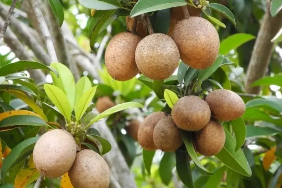 Hồng xiêm chín cây