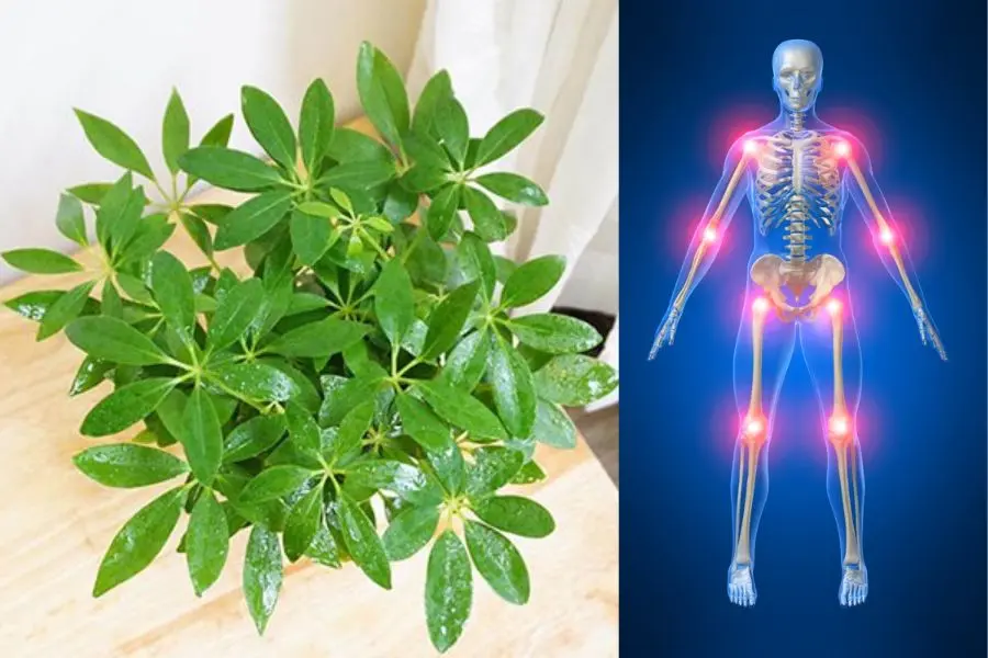 Vấn đề về xương khớp được cải thiện nhờ dùng thuốc làm từ cây xuyên gia bì.