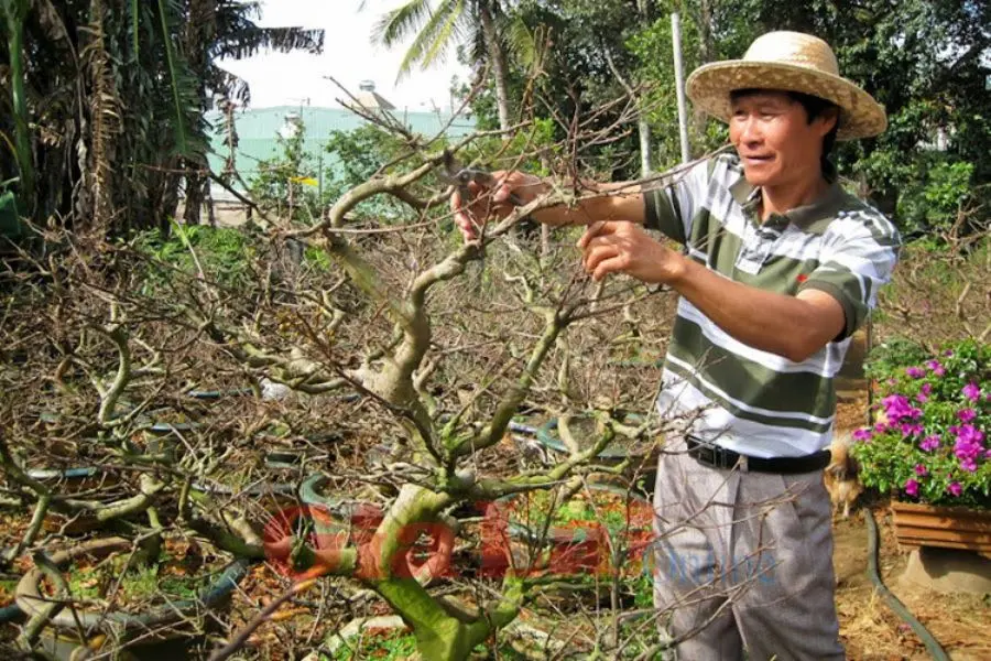 Tỉa mai sau Tết là bước đầu tiên và rất quan trọng.