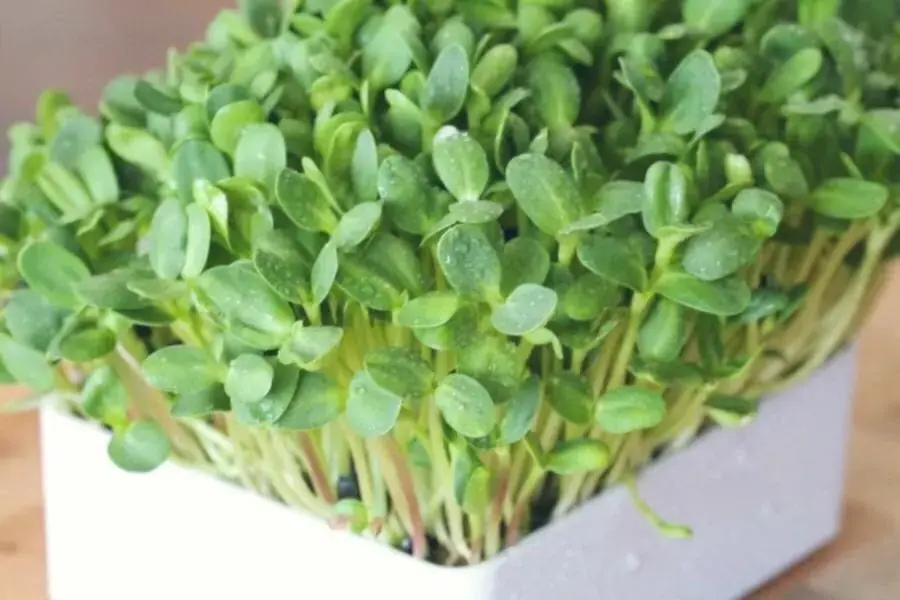 Tận dụng thùng xốp có sẵn để trồng rau mầm.