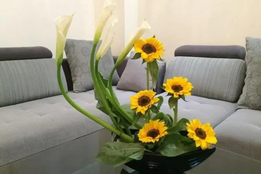 Hoa hướng dương để bàn