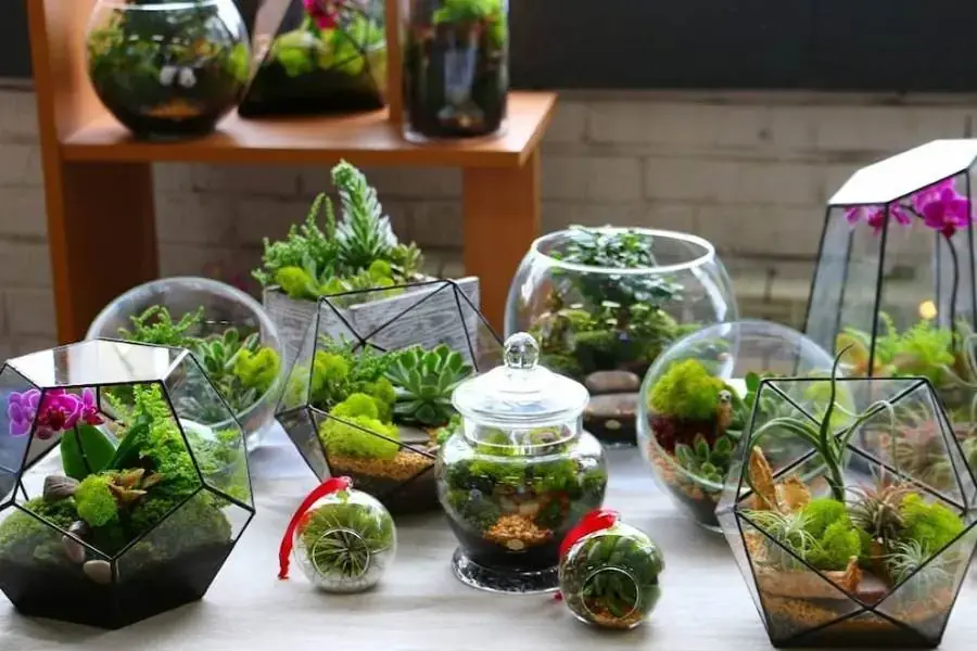 Sáng tạo chậu cây với những ly nước thủy tinh