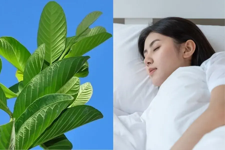 Nước lá ổi giúp giấc ngủ ngon hơn, sâu hơn, tinh thần thoải mái hơn