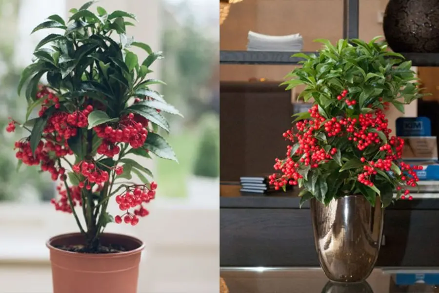 Cây Kim Ngân trang trí trong nhà là một sự lựa chọn tuyệt vời.