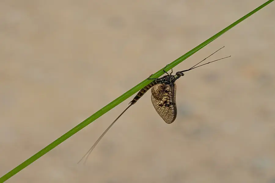 Tìm hiểu con thiêu thân