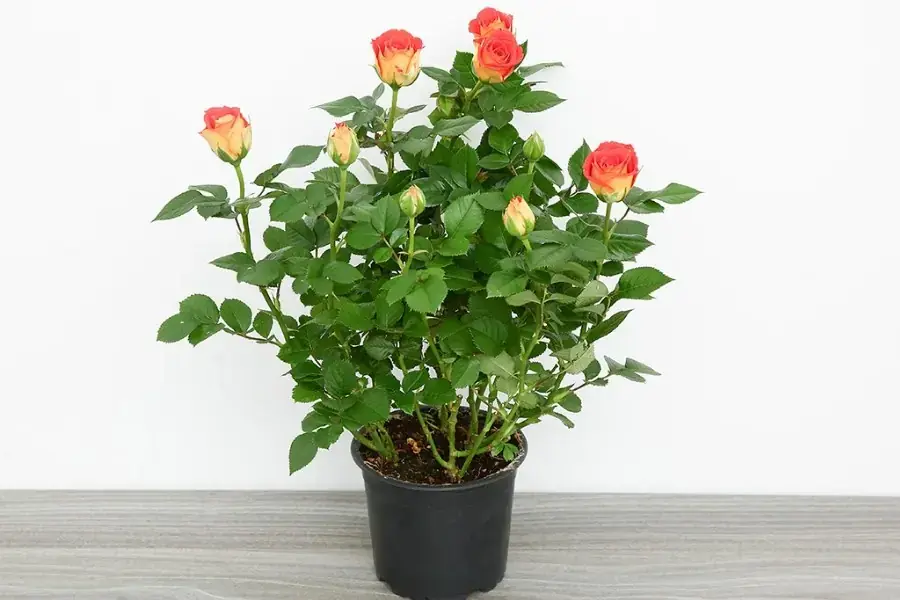 Trang trí hoa hồng trên bàn làm việc giúp tô điểm cho không gian