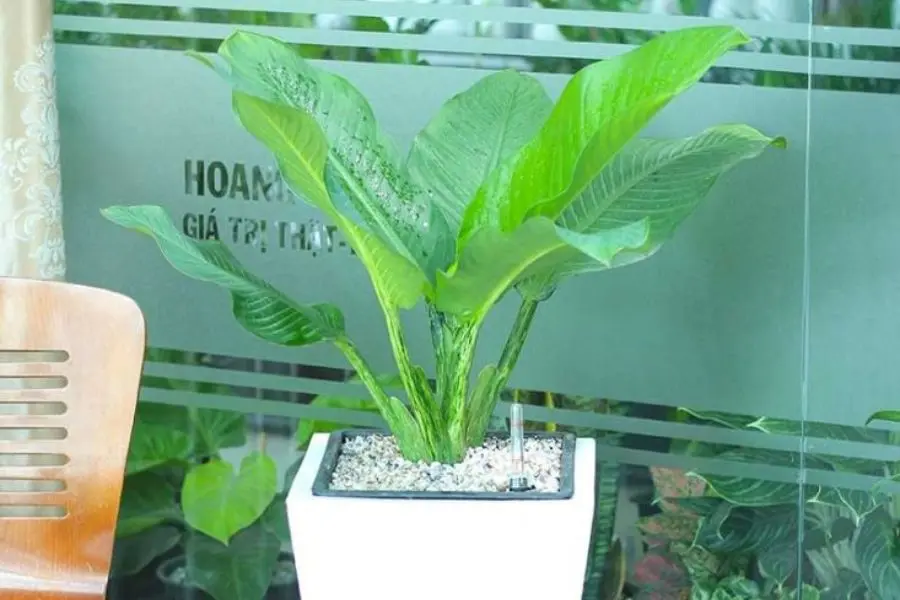 Sắc xanh của cây đại tỷ phú sẽ giúp bạn thấy thư giãn thoải mái hơn .