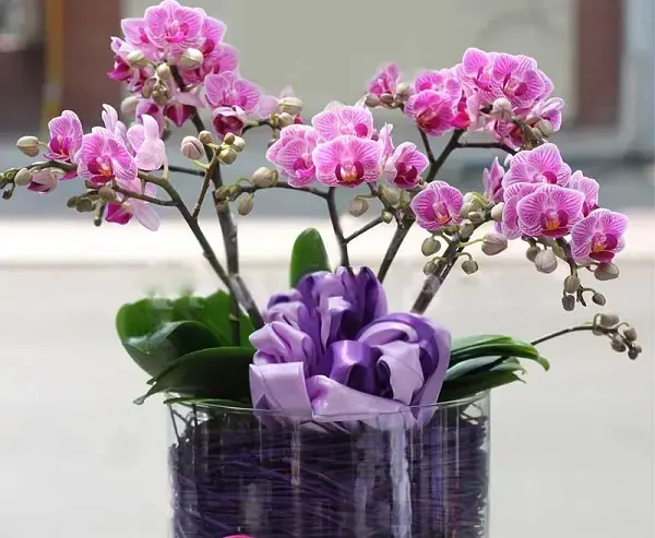 Lan Tiểu Hồ Điệp làm hết mùi sơn nhà mới
