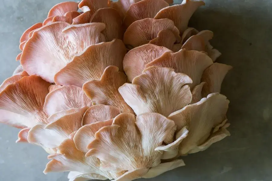 Nấm bào ngư