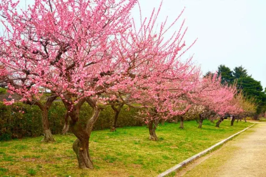 Lựa chọn cành hoa đào nhiều nụ, chắc khỏe.