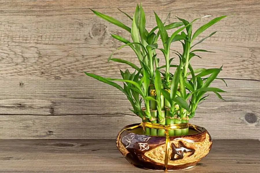 Đây là loại cây rất thích hợp để làm quà tặng.