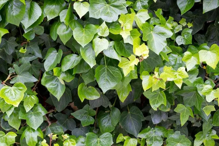 Cây có khả năng hấp thụ nhiều chất độc hại.