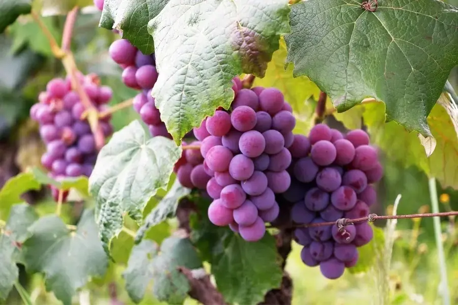 Ăn nho nhiều có có thể gây tăng cân