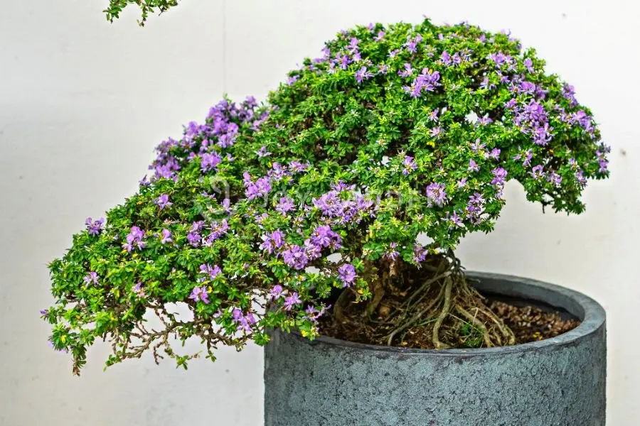 Linh sam sông Hinh có hoa và tán cây rất đẹp.
