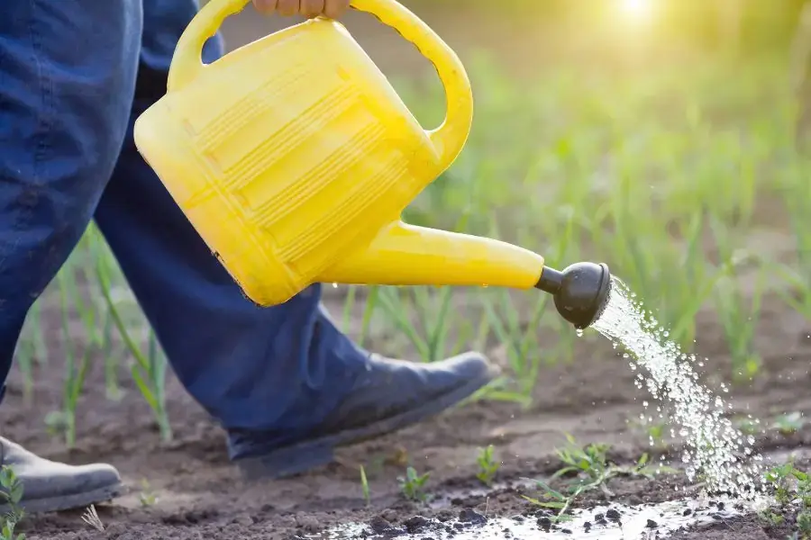 Chú ý tưới nước mỗi ngày 2 lần cho rau muống khi trồng