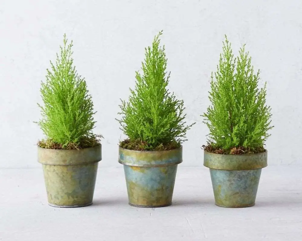 Cây tùng thơm hợp người tuổi Thân mệnh Kim.
