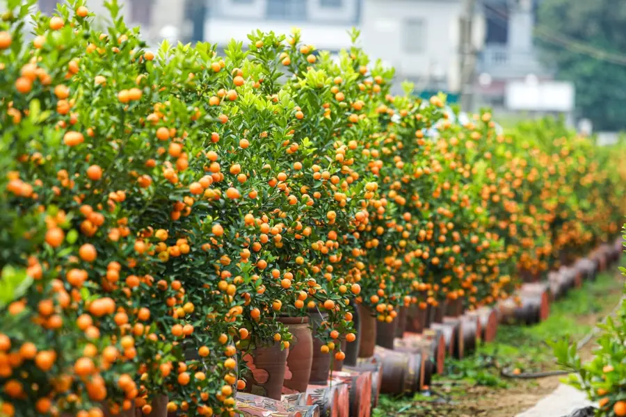 Cây quất có khả năng sinh trưởng mạnh mẽ.