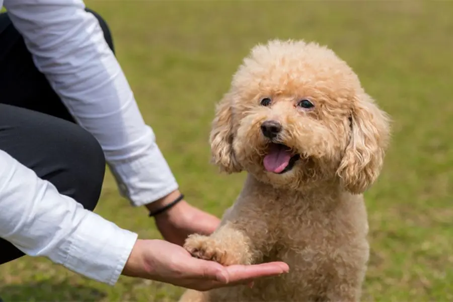 Huấn luyện chó Poodle bắt tay chủ đơn giản bằng khẩu lệnh.
