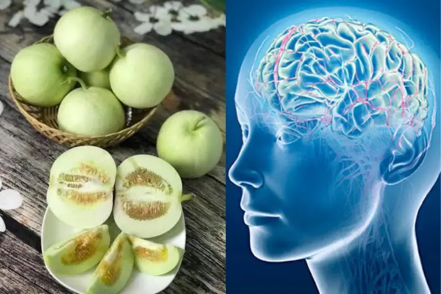 Dưa lê sẽ giúp chức năng của não bộ được nâng cao và phát triển toàn diện.