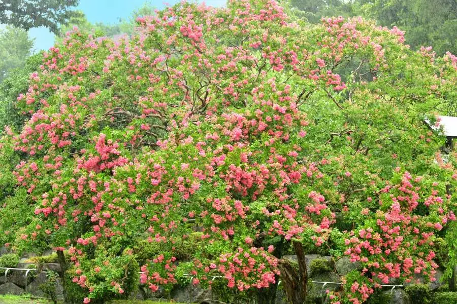 Mùa thu là thời điểm lý tưởng để trồng cây Tường Vi.