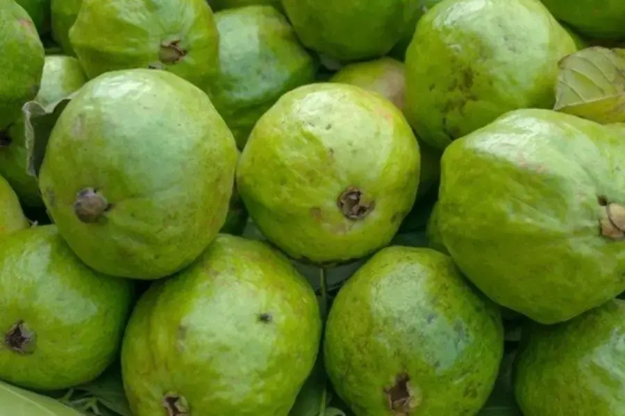 Rốn quả ổi